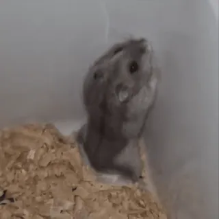 🐹 0cc4a4a7 햄스터, 애완동물, 동물, 설치류, 귀여운, 작은, 가축 telegram sticker