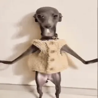 🙈 73c93952 개, 이탈리안 그레이하운드, 동물, 귀여운, 애완 동물, 스웨터 telegram sticker