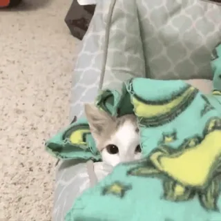 🌟 b1ba25f1 고양이, 동물, 새끼 고양이, 귀여운, 애완 동물, 반려 동물 telegram sticker