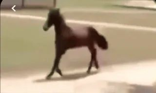 😒 e02ad8bb 말, 동물, 말, 포유류, 자연, 야외, 종마 telegram sticker