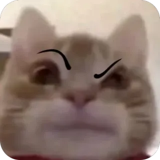 🫥 222e36f7 gatto, animale, animale domestico, meme, carino, divertente telegram sticker