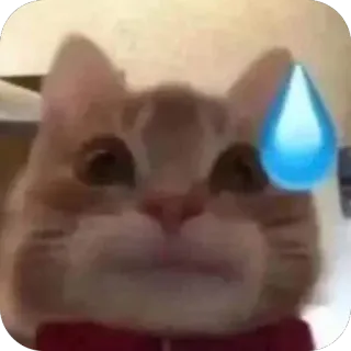 🫥 25260356 gatto, meme, goccia di sudore, ansia, nervoso telegram sticker