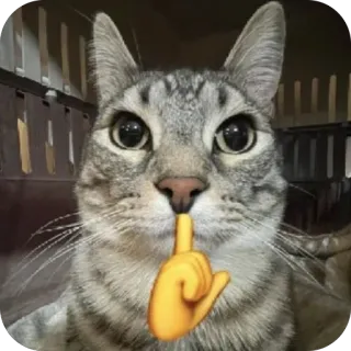 🫥 4306bb05 gatto, animale, shhh, silenzio, dito, carino, emoji, animale domestico telegram sticker