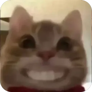 🫥 e7f2b29b gatto, divertente, meme, animale, animale domestico, gatto sorridente telegram sticker