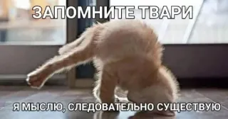 😡 038e7937 ЗАПОМНИТЕ ТВАРИ
Я МЫСЛЮ, СЛЕДОВАТЕЛЬНО СУЩЕСТВУЮ chat, drôle, animal, mème, russe, penser telegram sticker