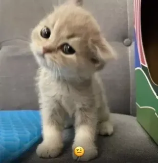 🤨 35321729 chat, chaton, mignon, animal, animal de compagnie, tête penchée telegram sticker