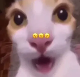 😳 4dff3938 chat, animal, mème, choqué, drôle, mignon telegram sticker