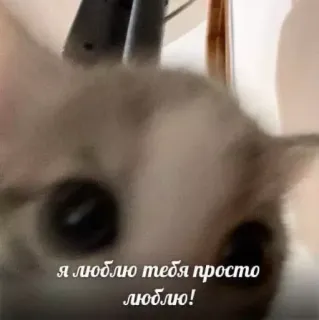 🥹 543242ec я люблю тебя просто люблю! chat, animal, amour, mignon, chaton, animal de compagnie telegram sticker