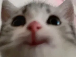 😍 557fc565 chat, animal, animal de compagnie, chaton, mignon, drôle telegram sticker