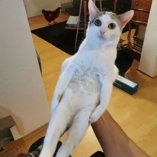 😳 5dc62a39 chat, animal, animal domestique, animal de compagnie, mammifère telegram sticker