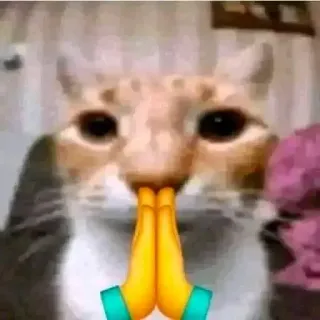 🙏 5f322cbd chat, mème, animal, mignon, emoji, prière telegram sticker