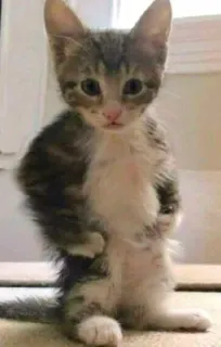 💪 62780ebc chat, chaton, animal, mignon, debout telegram sticker