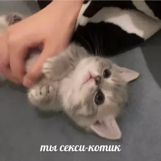 ❤️ 6b8ab945 ты секси-котик chat, chaton, mignon, animal, animal de compagnie, sexy telegram sticker