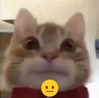 😑 7ad98840 chat, animal, animal de compagnie, mème, drôle, mignon telegram sticker