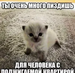 🤨 7e6b5a3b ТЫ ОЧЕНЬ МНОГО ПИЗДИШЬ
ДЛЯ ЧЕЛОВЕКА С ПОДЖИГАЕМОЙ КВАРТИРОЙ chaton, mème, mème russe, insultant, menace, offensant, drôle, chat telegram sticker