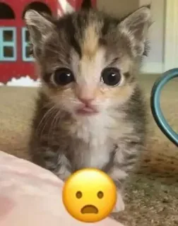 😧 981f959e chaton, chat, emoji, animal, mignon, animal de compagnie telegram sticker