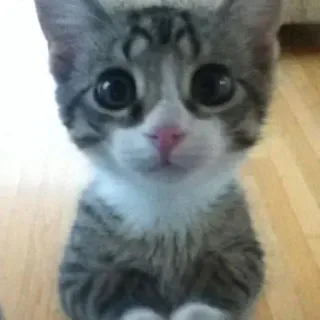 🥹 a14e5862 chaton, chat, mignon, animal, animal de compagnie, chat domestique, tigré telegram sticker