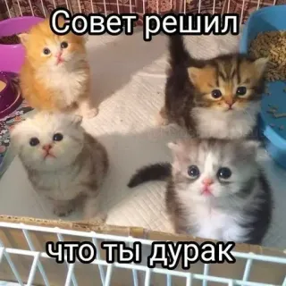 🤬 a3bcfaf8 Совет решил что ты дурак chats, chatons, drôle, mème, russe, insulte, humour telegram sticker