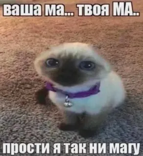 😡 a956b8c4 ВАША МА... ТВОЯ МА.. 
прости я так ни магу chat, mignon, drôle, mème, animal, siamois, chaton telegram sticker
