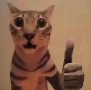 👍 bab590ce chat, pouce en l'air, approbation, mème, animal, positif, d'accord telegram sticker