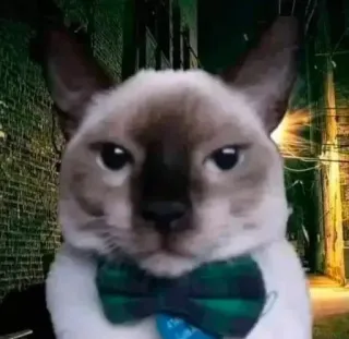 🧐 ce92c9bd chat, animal, siamois, nœud papillon, animal de compagnie, mignon, animal domestique telegram sticker