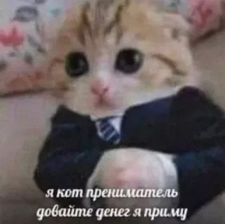 🤑 e1214130 я кот прениматель давайте денег я приму chat, cravate, costume, mème, drôle, argent telegram sticker