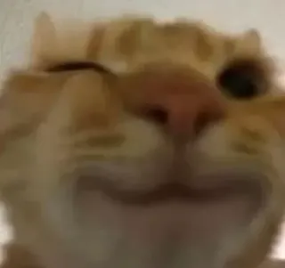 😉 f09f175f chat, orange, clin d'oeil, mignon, animal, mème, drôle telegram sticker