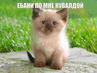 😿 f5ec45ce ЕБАНИ ПО МНЕ КУВАЛДОЙ chat, chaton, russe, drôle, offensant, mème telegram sticker