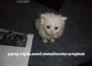 😪 fe0d9682 заряд социальной активности исчерпан chat, chaton, animal de compagnie, mème, batterie sociale, animal telegram sticker