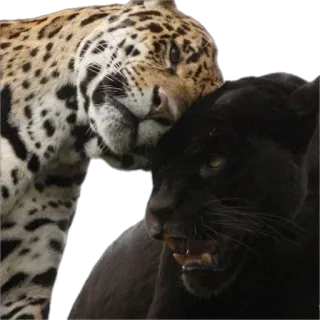 Больше стиков тут: @stikery4 telegram stickers