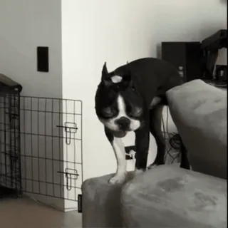 🤩 7c6bc3b8 สุนัข, บอสตันเทอร์เรีย, สัตว์, สัตว์เลี้ยง, โซฟา, สัตว์เลี้ยง whatsapp sticker