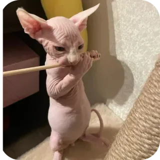🐱 0ac0c955 chat, chat sphinx, chat sans poil, animal de compagnie, animal, mignon, drôle telegram sticker