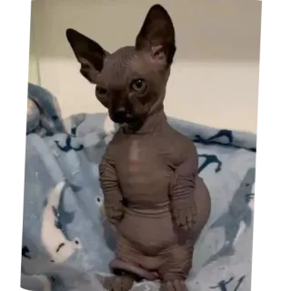 🗿 15acdd3f chat, animal, animal de compagnie, chat sphynx, chat sans poil telegram sticker