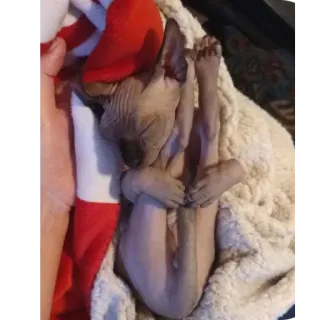 🎄 2949e409 chat sphynx, chat sans poil, animal de compagnie, animal, chat, dormir, détendu telegram sticker