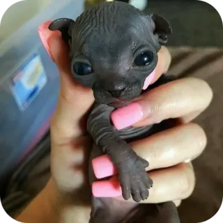 ✋ 517c1344 Sphynx, Chaton, Chat sans poil, Animal, Animal de compagnie, Mignon, Sphynx telegram sticker