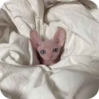 🐱 5b83dc01 chat, chat sphynx, chat sans poil, animal de compagnie, animal, mignon, couverture, draps, confortable telegram sticker