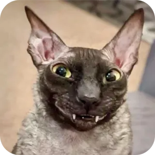 🐱 760b0b1e chat, animal, animal de compagnie, félin, mignon, drôle telegram sticker