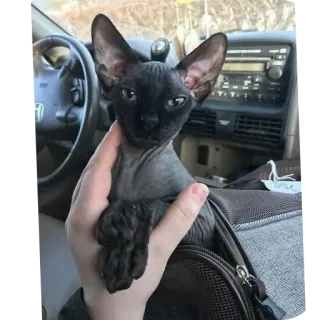 🐱 763c5d7a chat, chat sphynx, animal de compagnie, chat nu, animal, animal domestique telegram sticker