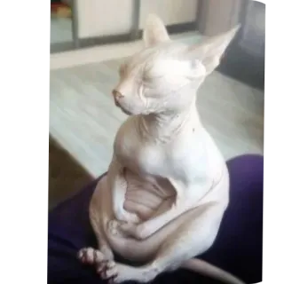 ✋ bd165d66 chat, sphynx, chat sans poil, animal, animal de compagnie telegram sticker