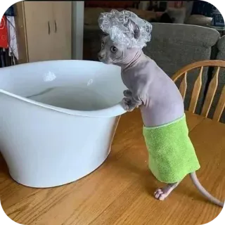 🪑 bdfb114d chat, chat sans poil, bain, serviette, bonnet de douche, animal de compagnie, animal telegram sticker