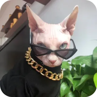 💍 c43c58ab chat, chat sphynx, lunettes de soleil, chaîne en or, animal de compagnie, animal, mode, style telegram sticker