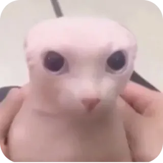 Больше стиков тут: @stikery4 telegram stickers