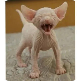 🐶 ef8d1a92 chat, chat sphinx, chat sans poil, chaton, animal telegram sticker