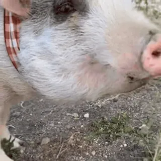 🐷 174f5873 maiale, animale, animale domestico, animale da compagnia, mammifero telegram sticker