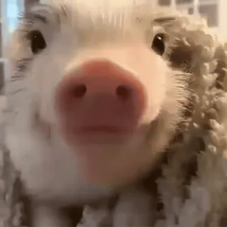 🐷 51b041ee maiale, animale, carino, animale da fattoria, animale domestico telegram sticker