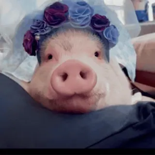 Больше стиков тут: @stikery4 telegram stickers