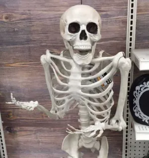 ☺️ 850de331 esqueleto, halloween, anatomia, ossos, decoração, assustador telegram sticker