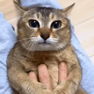 🐾 002d0922 gato, fofo, animal, animal de estimação, animal doméstico, adorável, olhos, mão telegram sticker