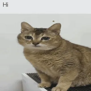 🐾 016b75ce Hi gato, animal, fofo, animal de estimação telegram sticker