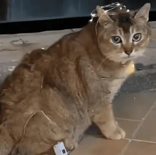 🐾 0b64b656 gato, animal, animal de estimação, gato doméstico, fofo, felino, retrato animal telegram sticker